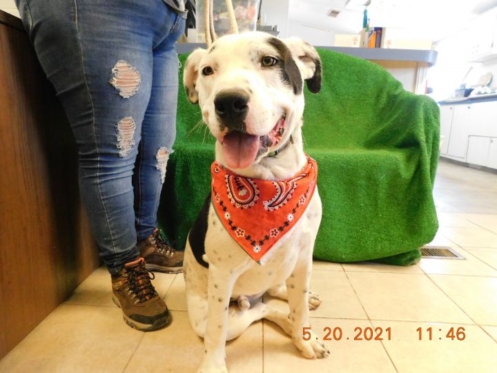 Dog For Adoption Johnny A Great Dane Mix In El Paso Tx Petfinder