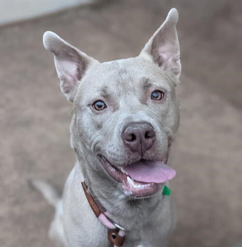 Dog For Adoption Sammy Phoenix Area Courtesy Post A Terrier Weimaraner Mix In Phoenix Az Petfinder