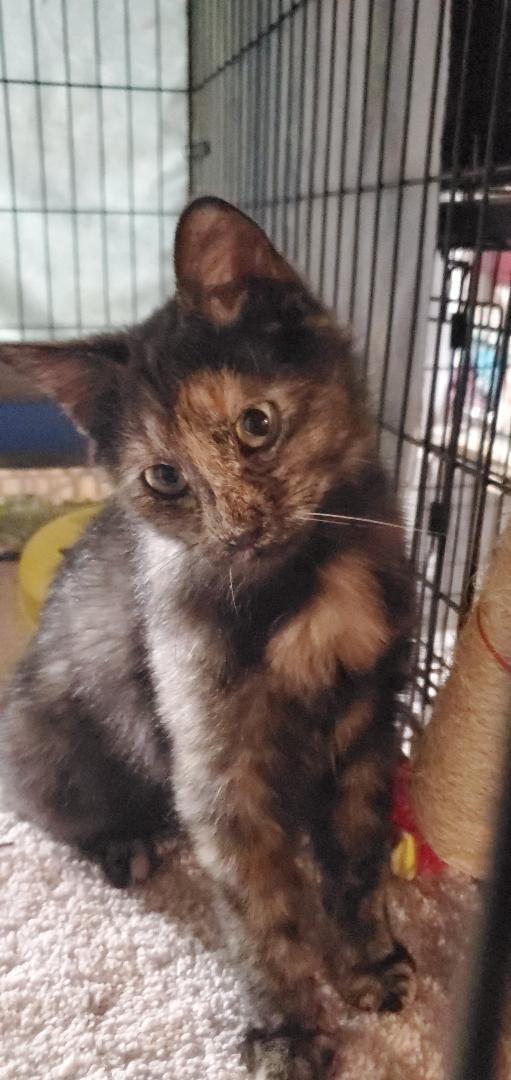 Kesha-Courtesy Post!