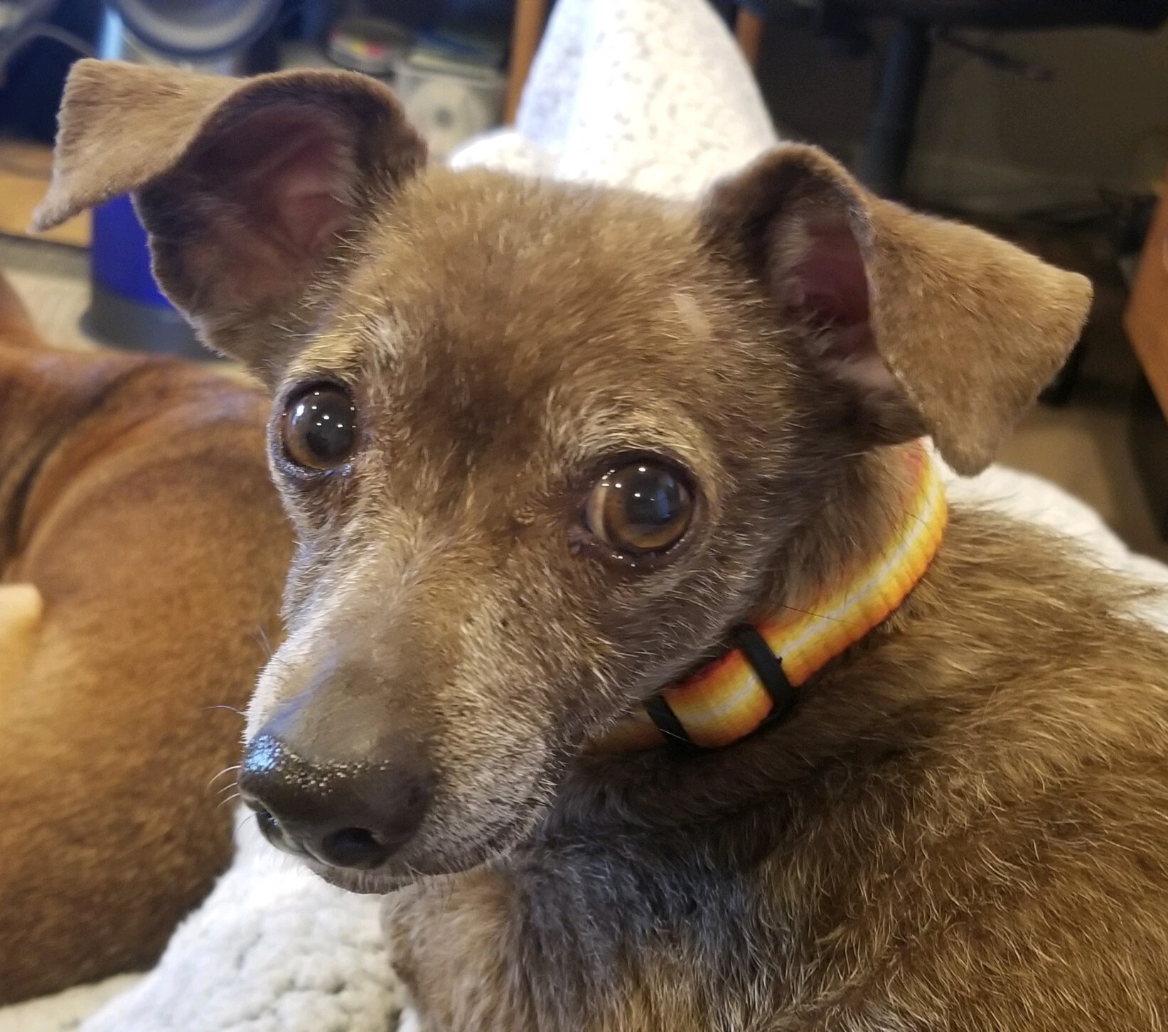 Dog for adoption Princess, a Dachshund in Portland, OR