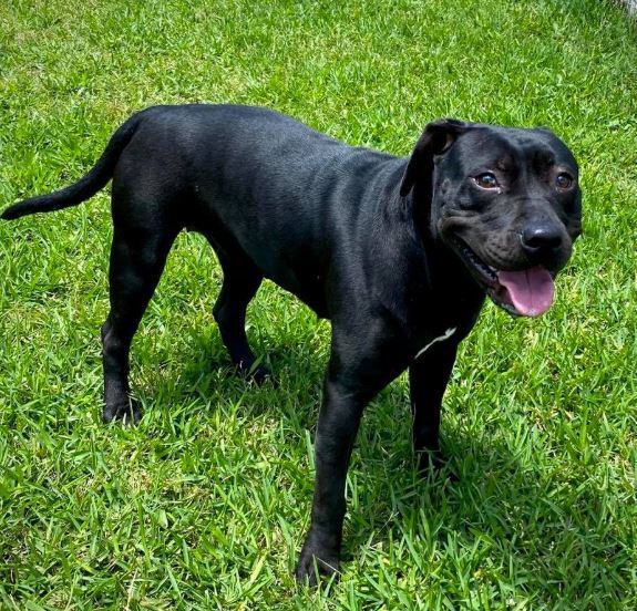 Dog For Adoption Aadi A Pit Bull Terrier Labrador Retriever Mix In Wisconsin Dells Wi Petfinder