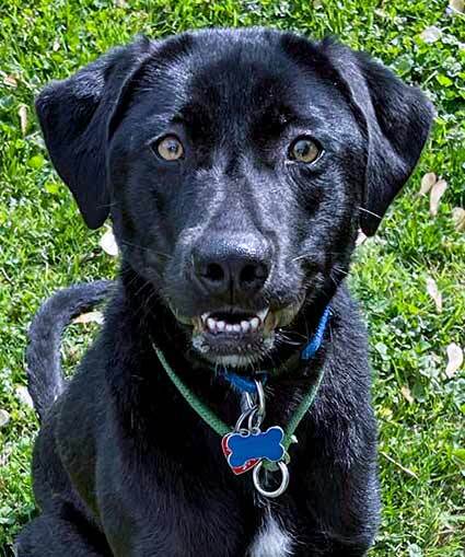 Border collie lab mix puppies store for adoption