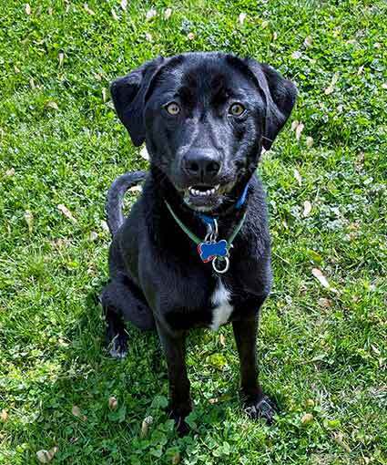 Dog for adoption - REMY, a Labrador Retriever & Border Collie Mix in ...