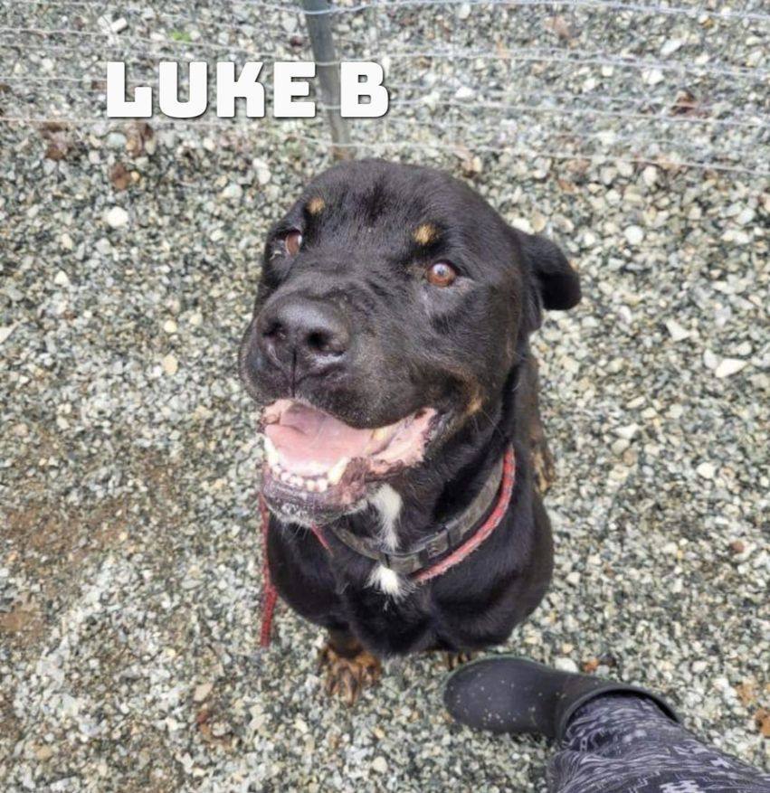 LUKE B, an adoptable Rottweiler, Pit Bull Terrier in Chapel Hill, NC, 27516 | Photo Image 6