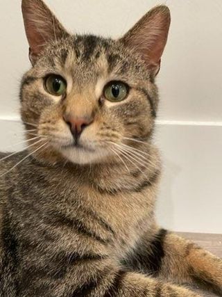 Robyn, an adopted Tabby Mix in Kentwood, MI_image-1