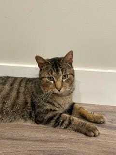 Robyn, an adopted Tabby Mix in Kentwood, MI_image-2