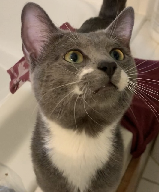 Stache