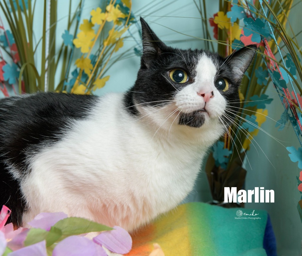 Marlin, an adoptable Domestic Short Hair in Fort Mill, SC, 29715 | Photo Image 2