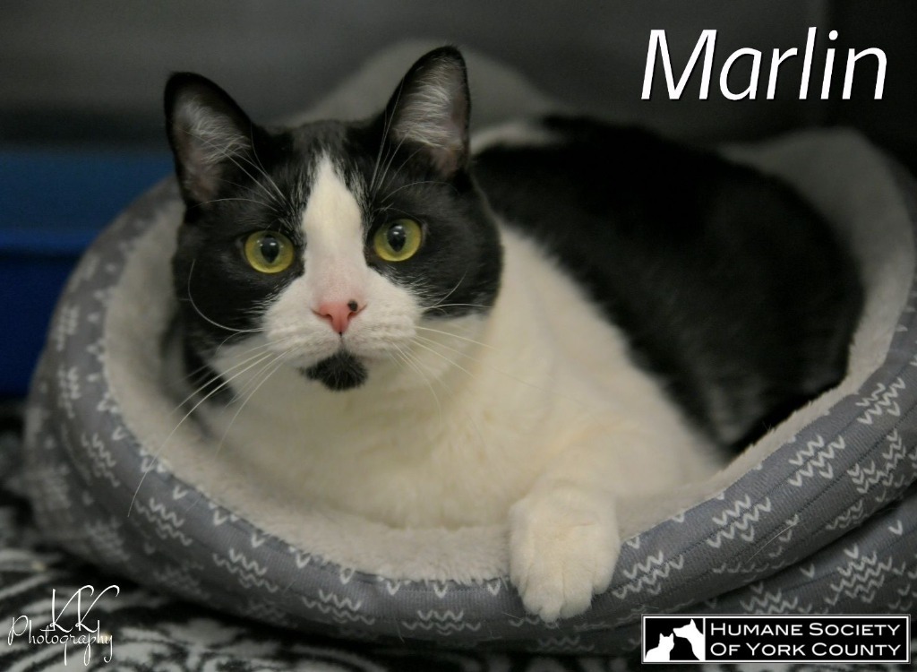 Marlin, an adoptable Domestic Short Hair in Fort Mill, SC, 29715 | Photo Image 3