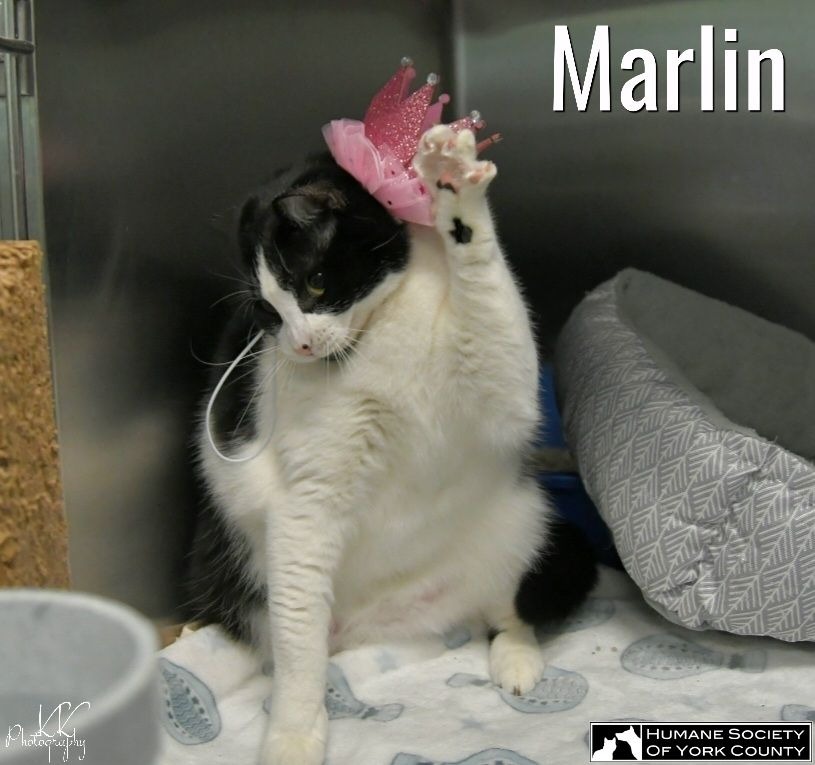 Marlin, an adoptable Domestic Short Hair in Fort Mill, SC, 29715 | Photo Image 5