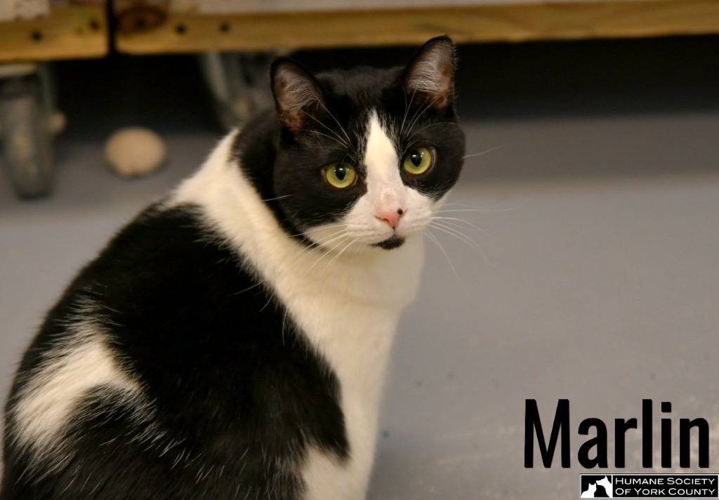 Marlin, an adoptable Domestic Short Hair in Fort Mill, SC, 29715 | Photo Image 6