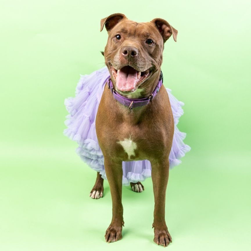 Chickie, an adoptable Terrier, Pit Bull Terrier in Cleveland, OH, 44102 | Photo Image 2