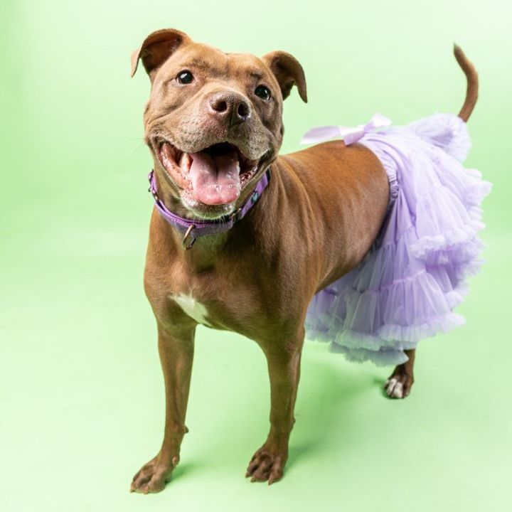 Chickie, an adoptable Terrier, Pit Bull Terrier in Cleveland, OH, 44102 | Photo Image 3