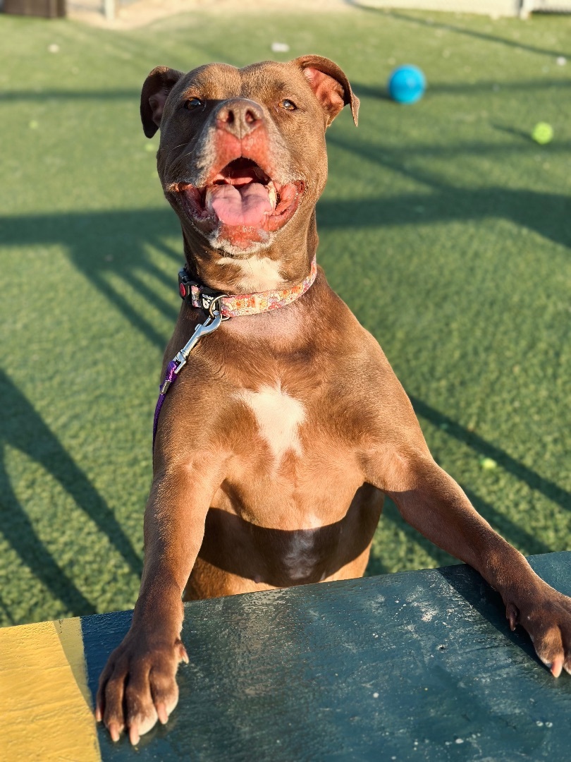 Chickie, an adoptable Terrier, Pit Bull Terrier in Cleveland, OH, 44102 | Photo Image 4