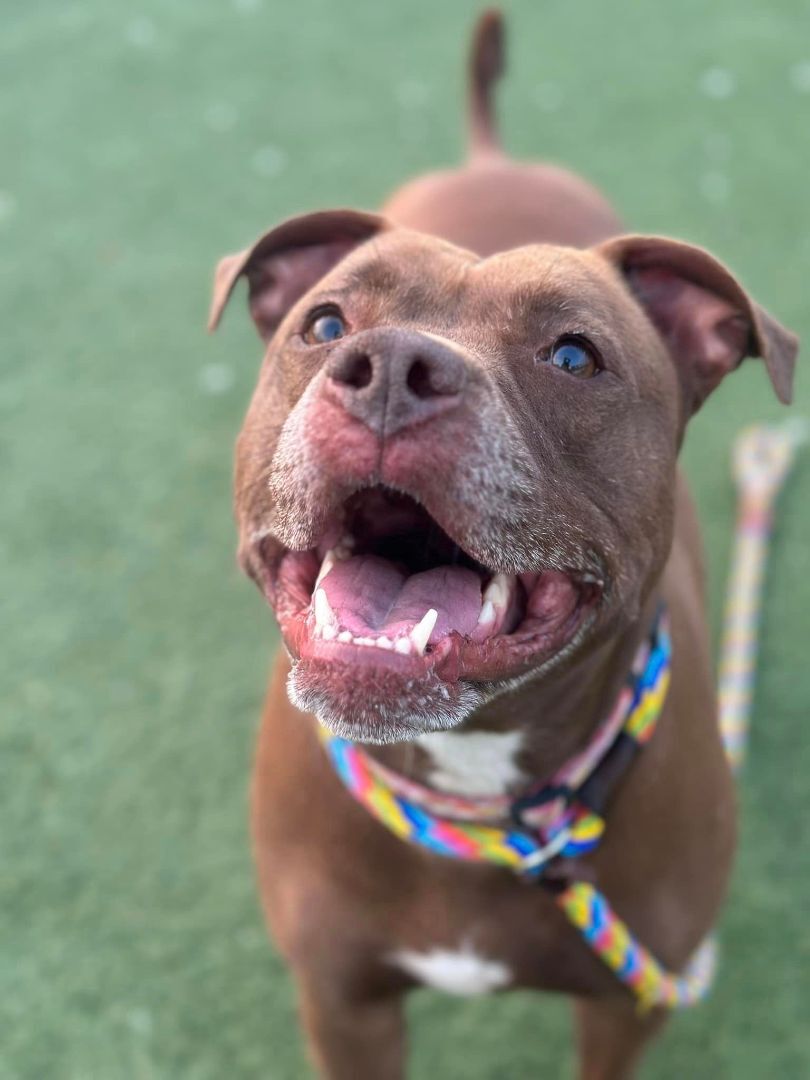 Chickie, an adoptable Terrier, Pit Bull Terrier in Cleveland, OH, 44102 | Photo Image 1