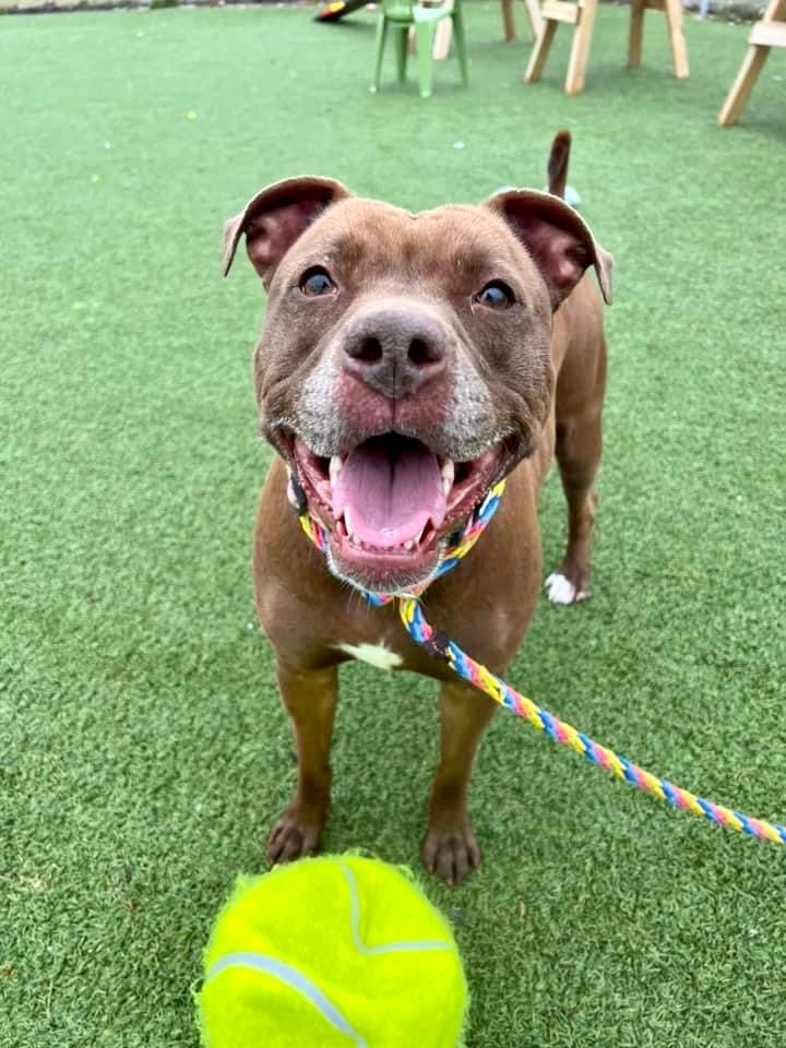 Chickie, an adoptable Terrier, Pit Bull Terrier in Cleveland, OH, 44102 | Photo Image 5