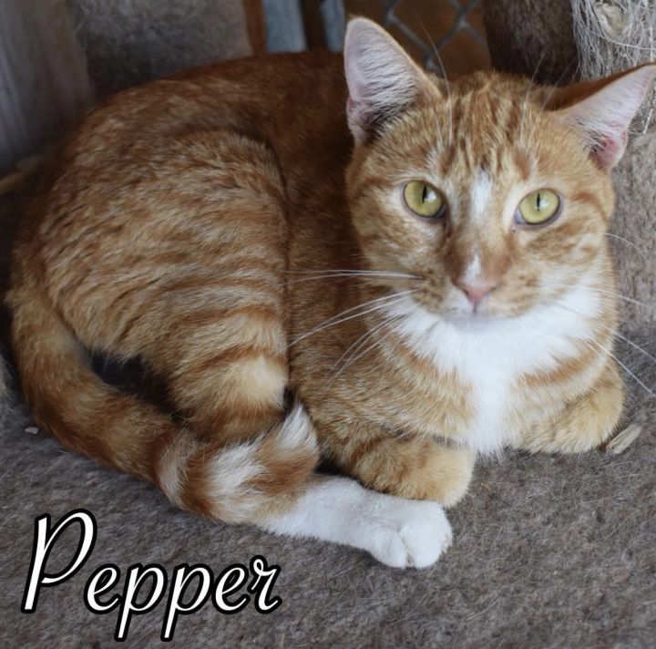 Pepper 1
