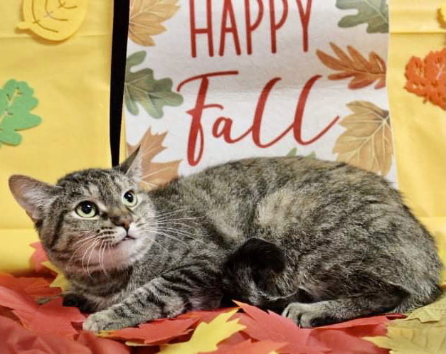 Lola, an adoptable Domestic Short Hair in El Centro, CA, 92243 | Photo Image 1