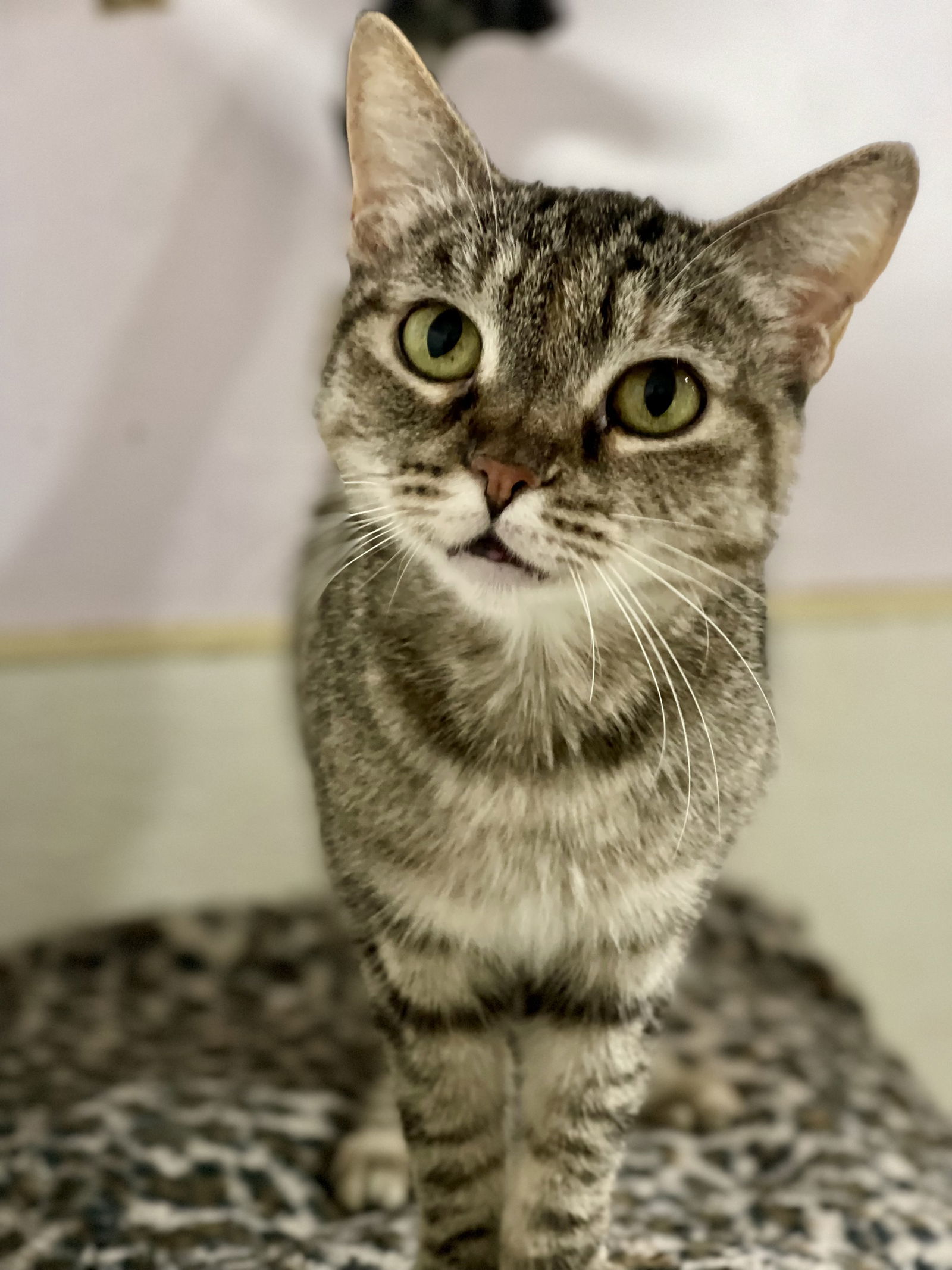Lola, an adoptable Domestic Short Hair in El Centro, CA, 92243 | Photo Image 1