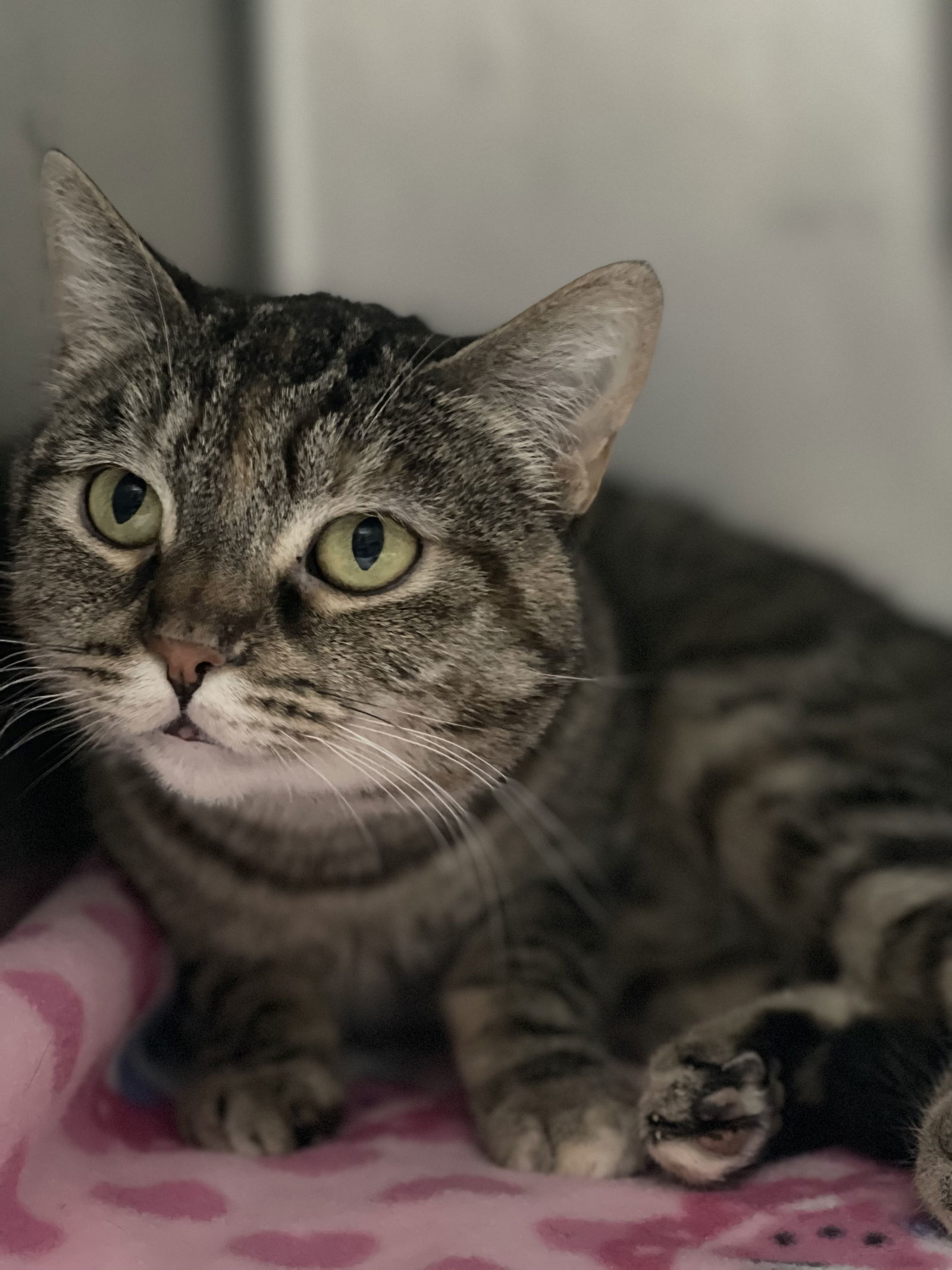 Lola, an adoptable Domestic Short Hair in El Centro, CA, 92243 | Photo Image 3