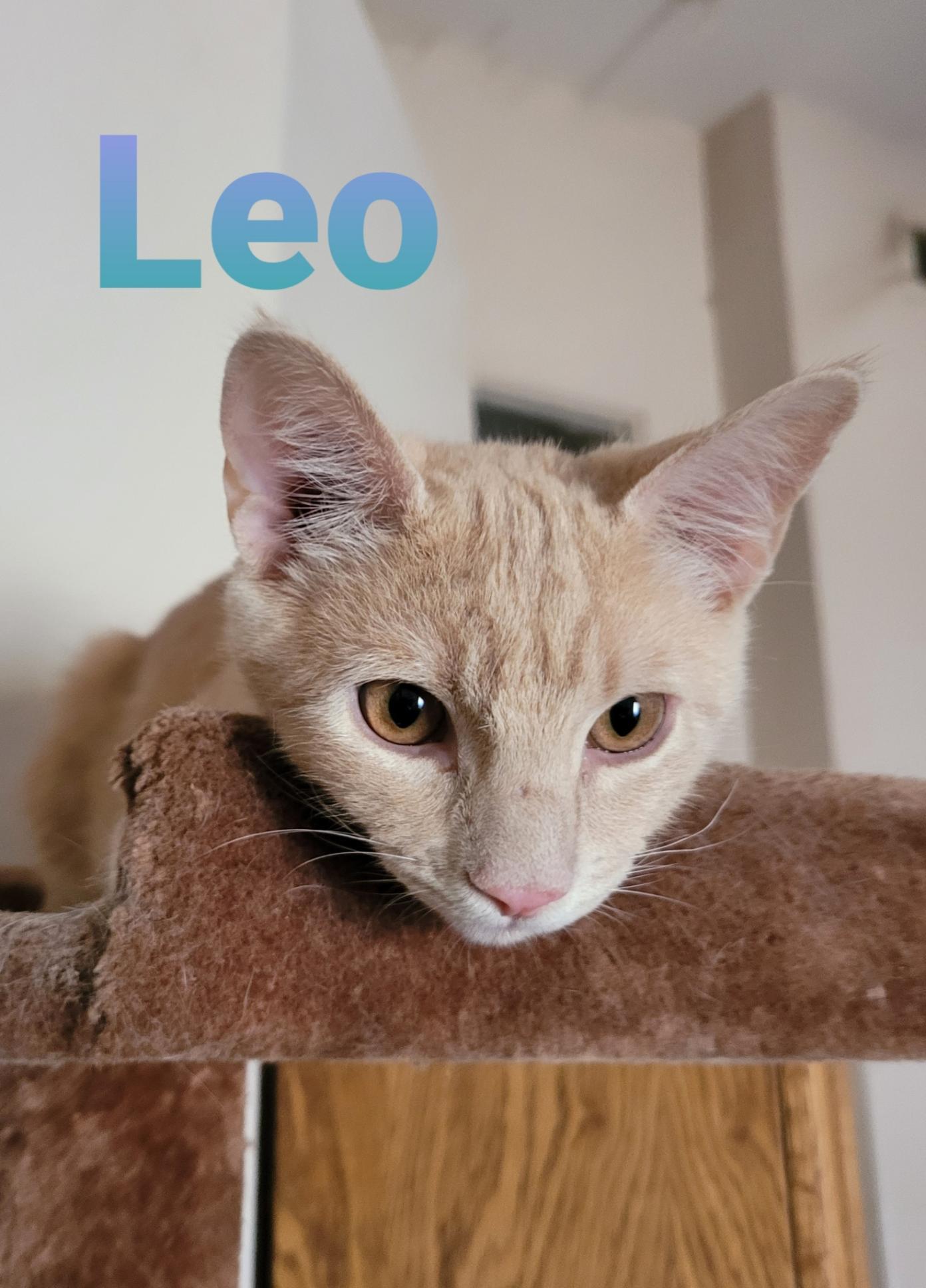 Leo, an adoptable Tabby in El Centro, CA, 92243 | Photo Image 1