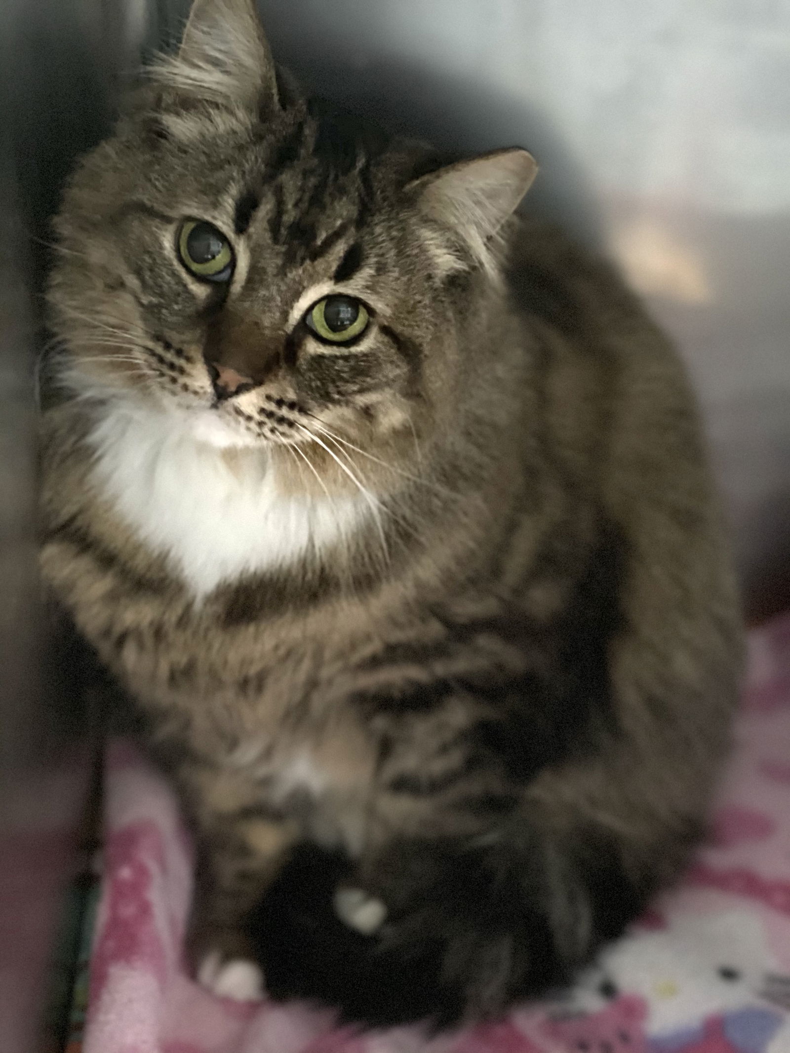 Crystal, an adoptable Maine Coon in El Centro, CA, 92243 | Photo Image 1