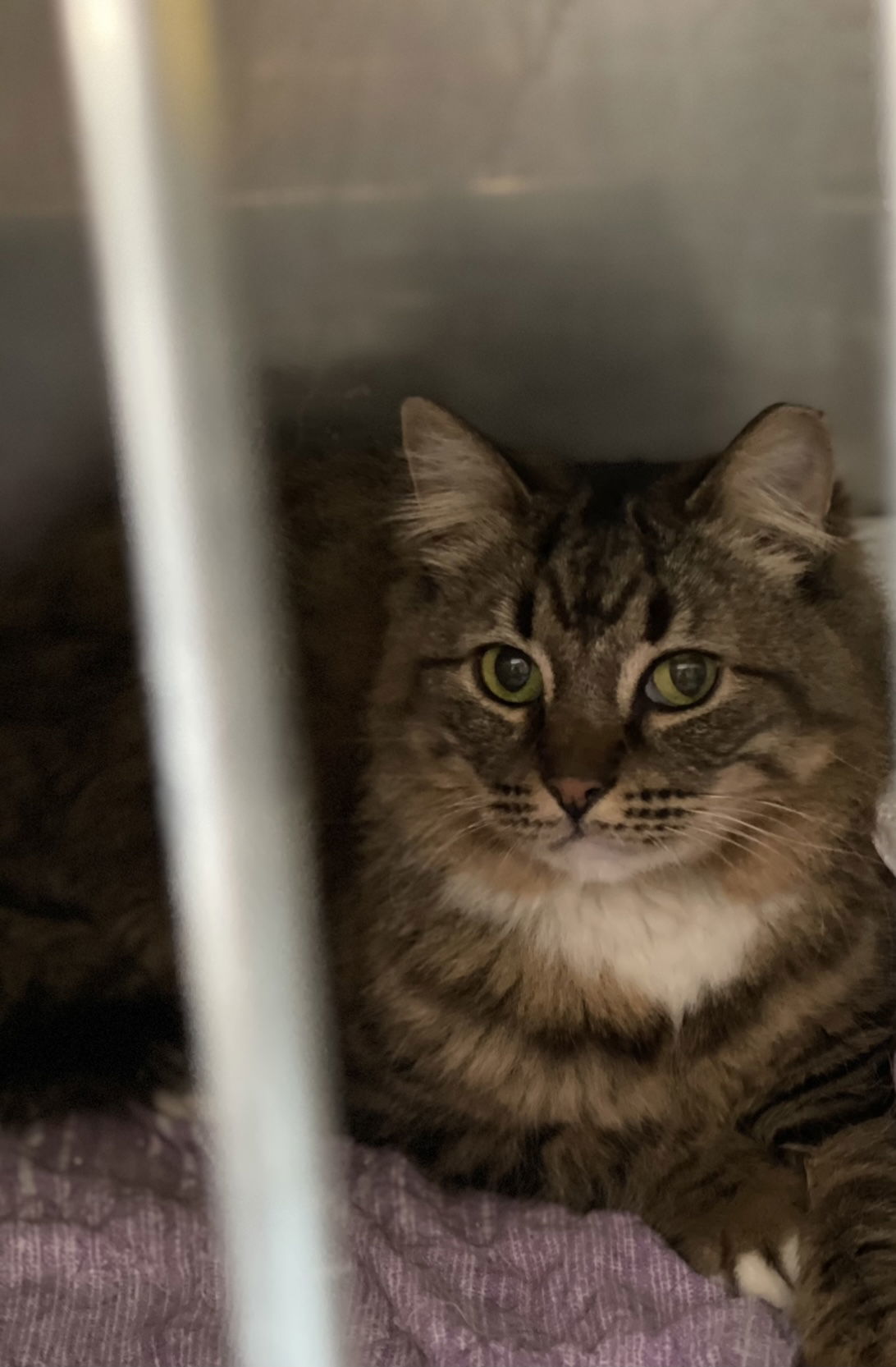 Crystal, an adoptable Maine Coon in El Centro, CA, 92243 | Photo Image 2