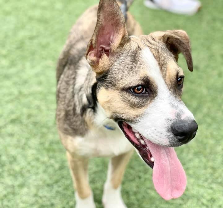 Dog For Adoption Dallas A Shepherd Mix In Dallas Tx Petfinder