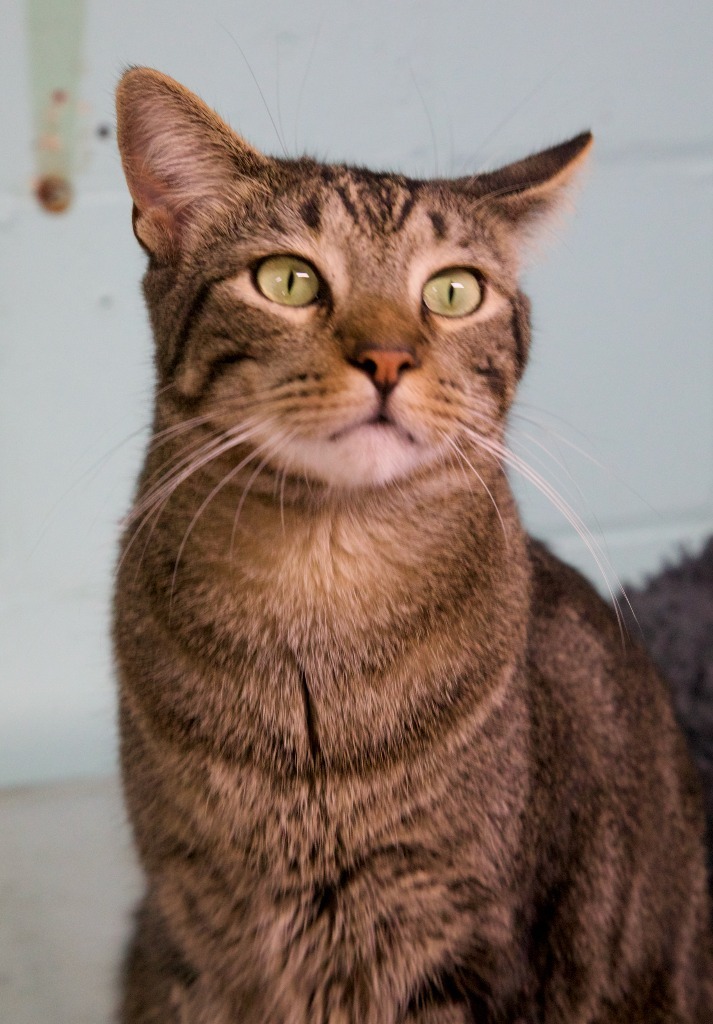 Squirt, an adoptable Domestic Short Hair, Tabby in Fort Lauderdale, FL, 33304 | Photo Image 2