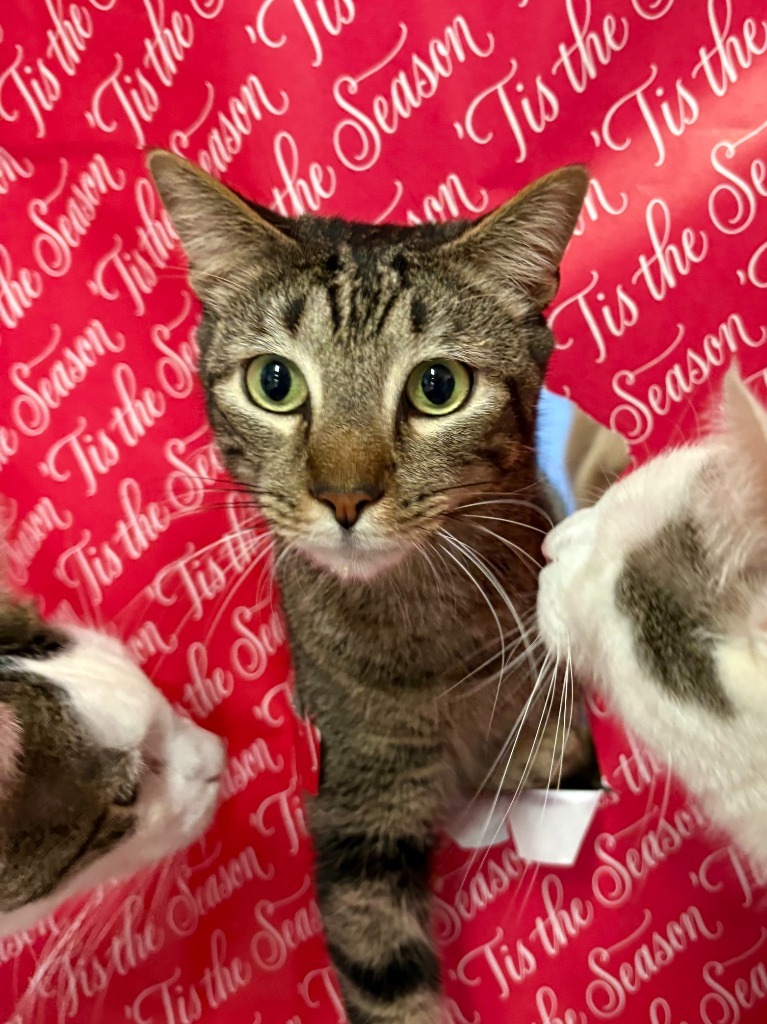 Squirt, an adoptable Domestic Short Hair, Tabby in Fort Lauderdale, FL, 33304 | Photo Image 3