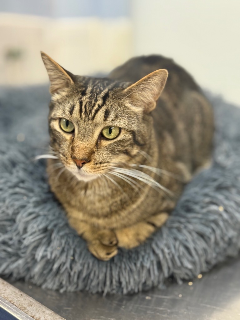 Squirt, an adoptable Domestic Short Hair, Tabby in Fort Lauderdale, FL, 33304 | Photo Image 4