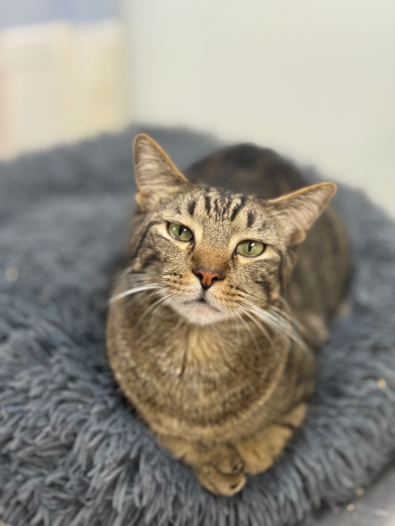 Squirt, an adoptable Domestic Short Hair, Tabby in Fort Lauderdale, FL, 33304 | Photo Image 5