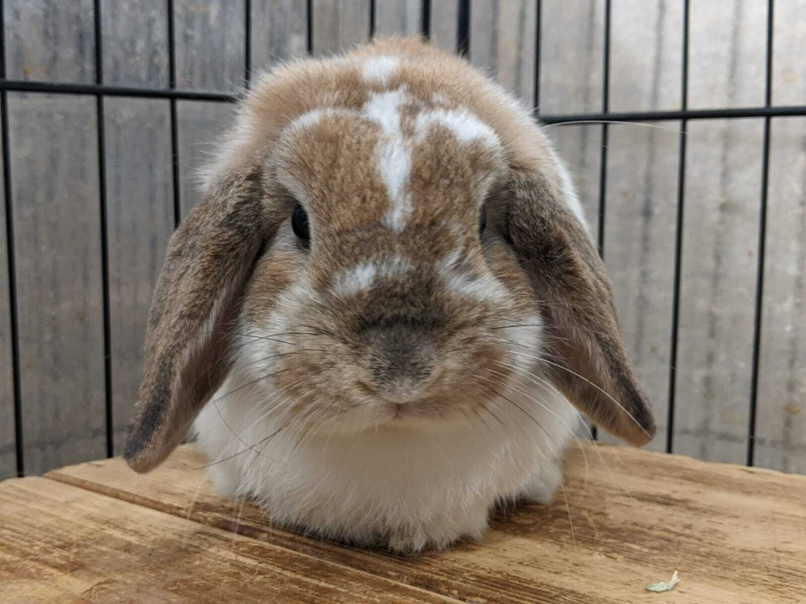 Rabbit for adoption Kahuna, a Lop Eared in Montclair, CA Petfinder