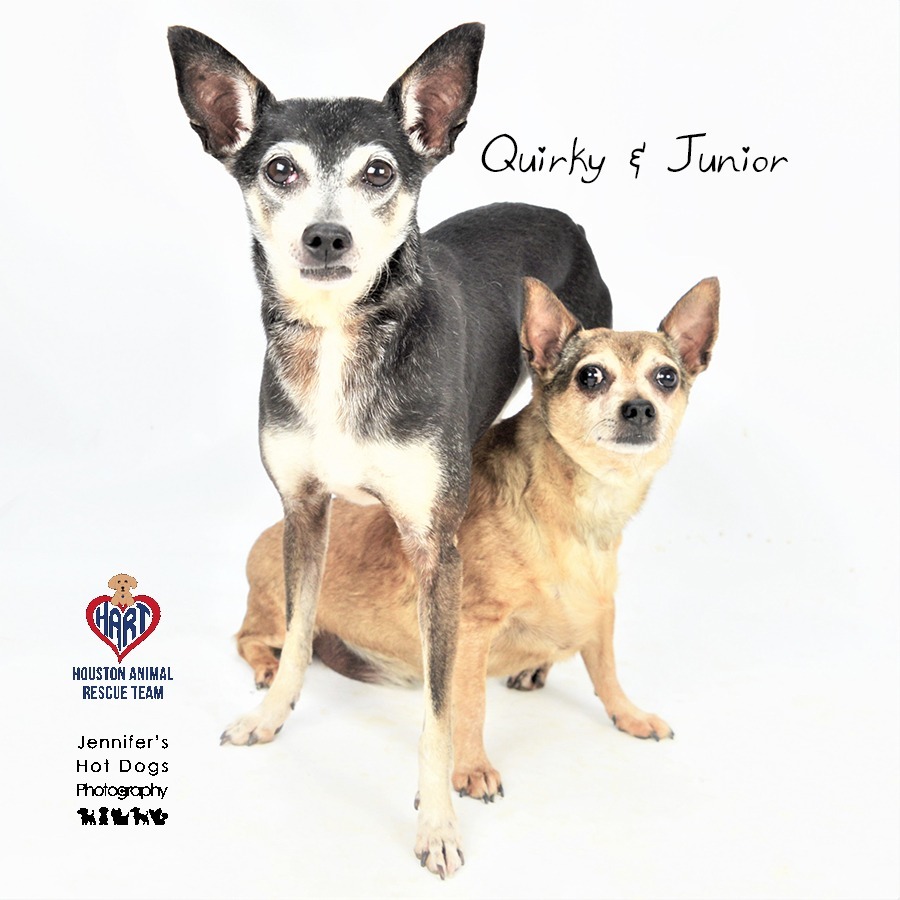 Junior, an adoptable Chihuahua in Tomball, TX, 77377 | Photo Image 3