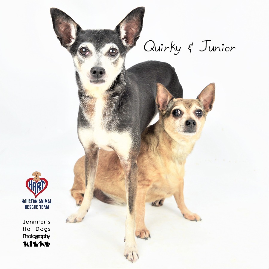 Junior, an adoptable Chihuahua in Hockley, TX, 77447 | Photo Image 3
