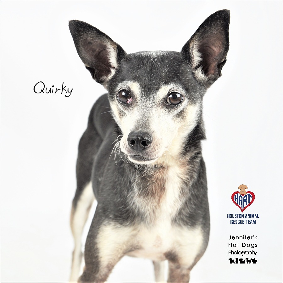 Quirky, an adoptable Italian Greyhound, Chihuahua in Tomball, TX, 77377 | Photo Image 1