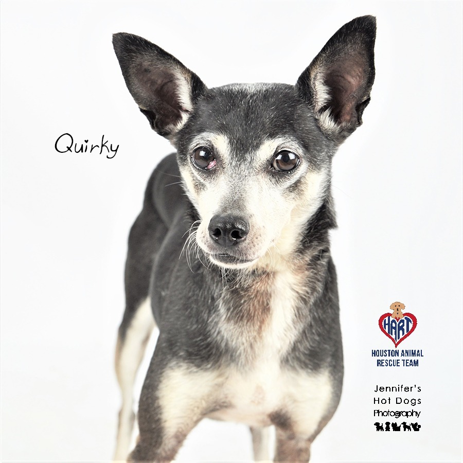 Quirky, an adoptable Italian Greyhound, Chihuahua in Hockley, TX, 77447 | Photo Image 1