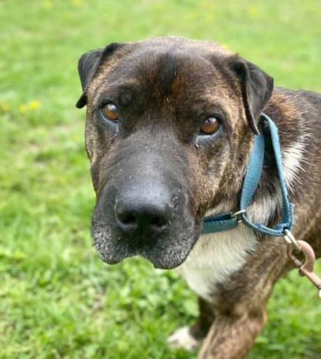 Gordo, an adoptable Shar-Pei in Olean, NY, 14760 | Photo Image 1