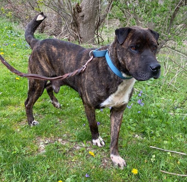 Gordo, an adoptable Shar-Pei in Olean, NY, 14760 | Photo Image 2