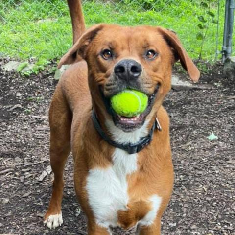 Squirt, an adoptable Labrador Retriever, Mountain Cur in Middletown, NY, 10940 | Photo Image 1