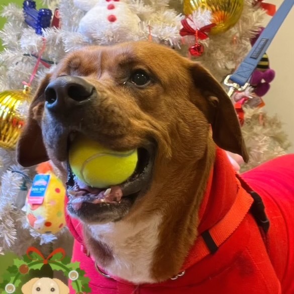 Squirt, an adoptable Labrador Retriever, Mountain Cur in Middletown, NY, 10940 | Photo Image 1