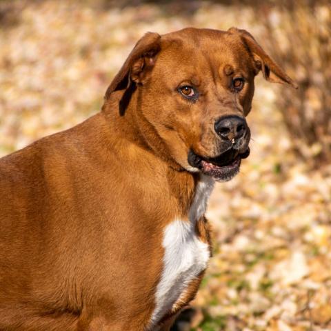 Squirt, an adoptable Labrador Retriever, Mountain Cur in Middletown, NY, 10940 | Photo Image 2