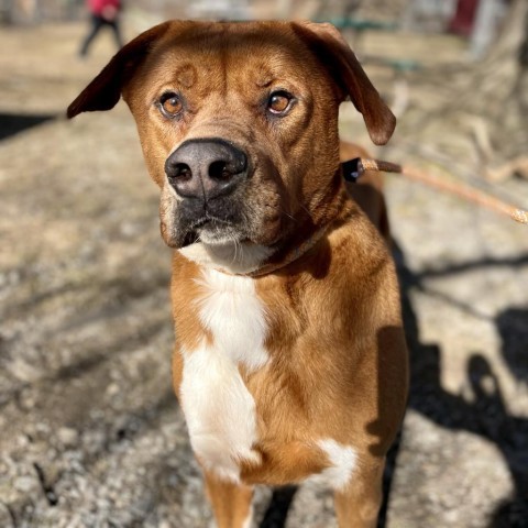 Squirt, an adoptable Labrador Retriever, Mountain Cur in Middletown, NY, 10940 | Photo Image 2