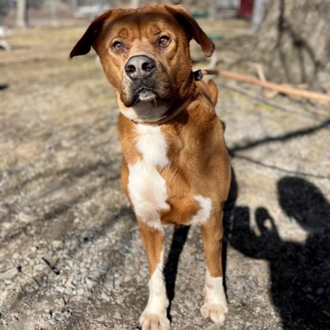 Squirt, an adoptable Labrador Retriever, Mountain Cur in Middletown, NY, 10940 | Photo Image 2