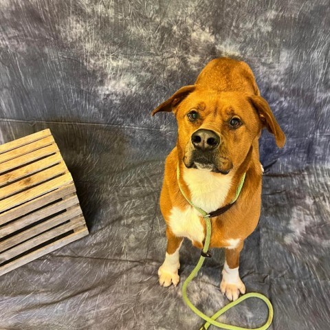 Squirt, an adoptable Labrador Retriever, Mountain Cur in Middletown, NY, 10940 | Photo Image 3