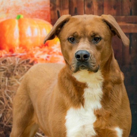 Squirt, an adoptable Labrador Retriever, Mountain Cur in Middletown, NY, 10940 | Photo Image 3