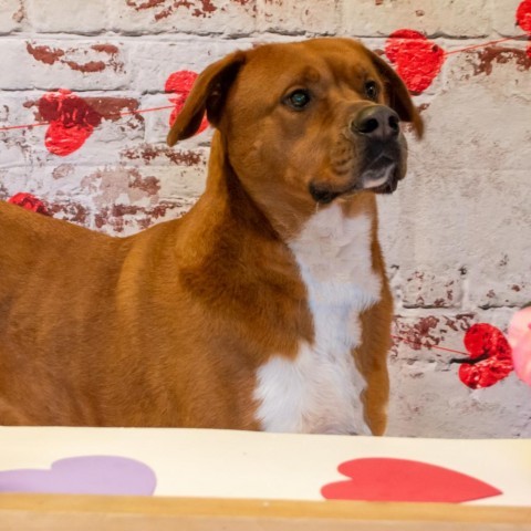 Squirt, an adoptable Labrador Retriever, Mountain Cur in Middletown, NY, 10940 | Photo Image 3