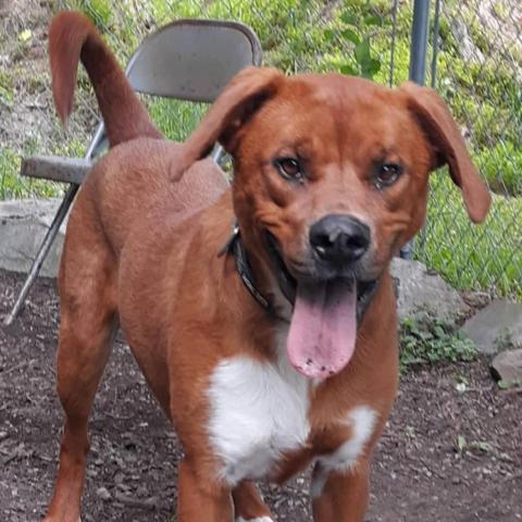 Squirt, an adoptable Labrador Retriever, Mountain Cur in Middletown, NY, 10940 | Photo Image 4