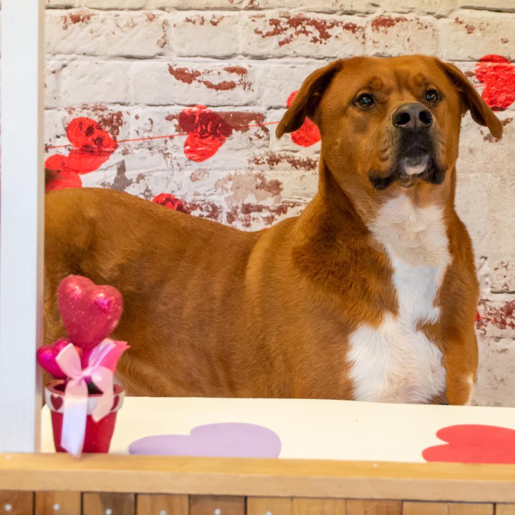 Squirt, an adoptable Labrador Retriever, Mountain Cur in Middletown, NY, 10940 | Photo Image 4