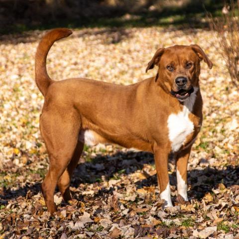 Squirt, an adoptable Labrador Retriever, Mountain Cur in Middletown, NY, 10940 | Photo Image 6